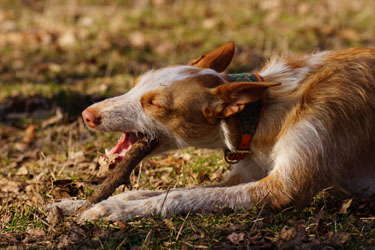 Hundebetreuung Friedrichshain 1